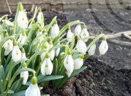 Весняне потепління у Сумах: синоптики розповіли, якою буде погода найближчими днями