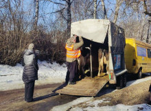 Допомога для жителів Сумського та Охтирського районів: як подати заявку на евакуацію з тваринами