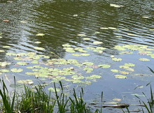 У Сумах перевірили воду в місцях відпочинку: вона придатна для купання
