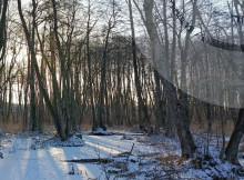 Лютий бере курс на «плюс»: на Сумщині очікується відлига та дощі