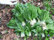 Екоінспекція фіксує незаконний збір та продаж першоцвітів на Сумщині