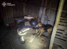 У Ямполі рятувальники визволили з-під завалів двох собак після нічного обстрілу (відео)