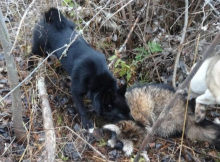 На Сумщині виявили сказ у єнотоподібного собаки