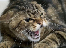 На Сумщині у домашнього кота підтвердили сказ