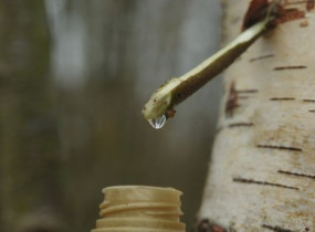 Шкода для дерева та ризики для здоров’я: вся правда про збір березового соку