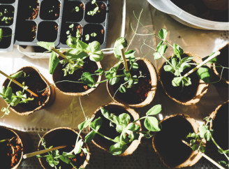 Місячний посівний календар на лютий 2025 року – коли сіяти розсаду