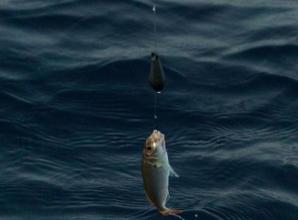 Советы по выбору грузила для рыбалки