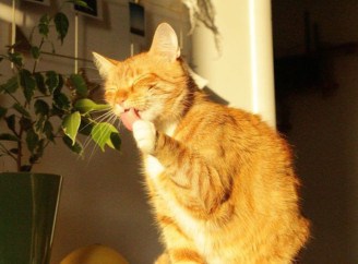 Погода не за календарем – синоптики пояснили кліматичні зміни на Сумщині