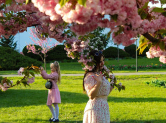 Японські тижні — у Сумах триває сезон сакур