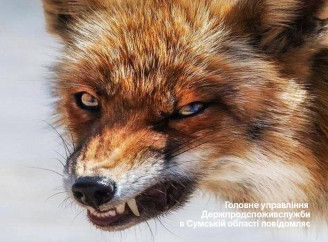 Карантин на 60 днів: у селі Чернеччина зафіксували випадок сказу у лисиці