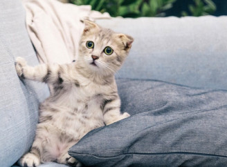 Вологий чи сухий корм для кошенят: який варіант підходить краще?