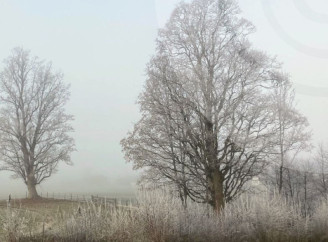 Погода на Сумщині: очікується до +7° тепла, місцями туман та невеликі опади