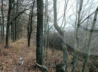 Погода на Сумщині: найближчими днями буде тепло, але хмарно та дощитиме