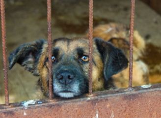 Бракує місць та рук – як працює сумський притулок для тварин