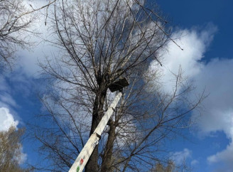 У Сумах в парку на дереві серед гілок застряг нерозірваний ворожий БПЛА (відео)