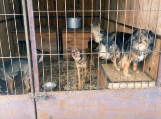 У Сумах перевірили територію товариства захисту тварин через скарги мешканців