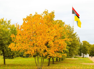 Жовтень на Сумщині – коли чекати бабине літо