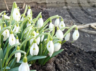 Весняне потепління у Сумах: синоптики розповіли, якою буде погода найближчими днями