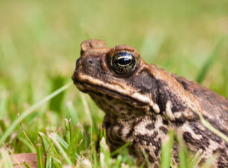 Животные в снах женщин