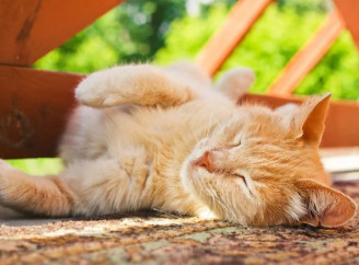 Спекотний вересень – якою буде погода восени на Сумщині