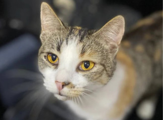 Пухнастики шукають будинок: історії котів сумського притулку «Dimpets»