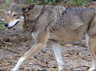 На Оболоні у Києві жінка тримала в квартирі вовка, який напав на неї
