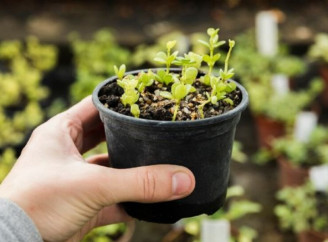 Розсада в лютому: які овочі варто сіяти вже зараз