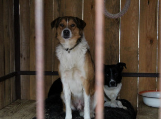 Домівка для тих, кого травмувала війна — хвостаті переселенці в Сумах