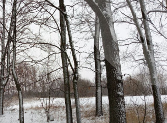 Відлиги та похолодання: синоптики розповіли про погоду на Сумщині на початку тижня