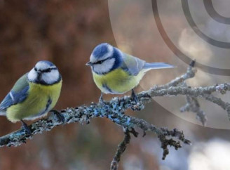 Погода на свята: на Сумщину сунуть морози до -17 градусів та сильний вітер