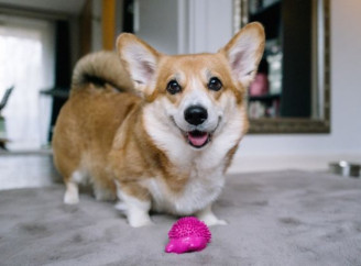 Як виховати слухняного і щасливого собаку: 5 порад від кінолога