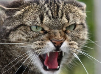 У приватному секторі Сум виявили скаженого кота: мешканців закликають до пильності