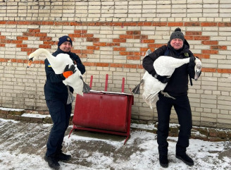 На озері Чеха в Сумах врятували чотирьох ослаблених лебедів