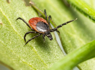 Сезон кліщів почався: як захиститися від паразитів просто і швидко