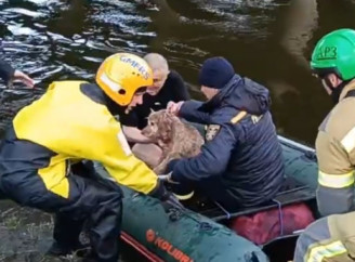 У Сумах рятувальники витягли з води чоловіка та собаку (відео)