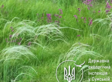 На Сумщині виявили рідкісну популяцію ковили пірчастої: екологи вимагають надати їй заповідний статус