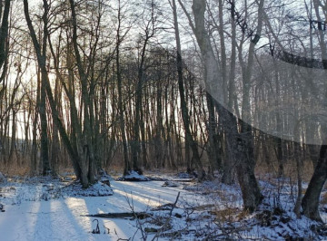 Лютий бере курс на «плюс»: на Сумщині очікується відлига та дощі