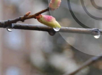 Вихідні з дощами: синоптики розповіли, якою буде погода на Сумщині найближчими днями