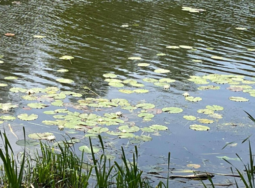 У Сумах перевірили воду в місцях відпочинку: вона придатна для купання фото У Сумах перевірили воду в місцях відпочинку: вона придатна для купання фото