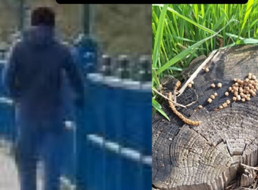 У Сумах зафіксували випадки розсипання отрути: загинув домашній собака фото