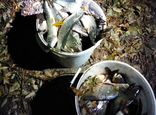 На Сумщині браконьєри наловили риби на чверть мільйона гривень збитків фото