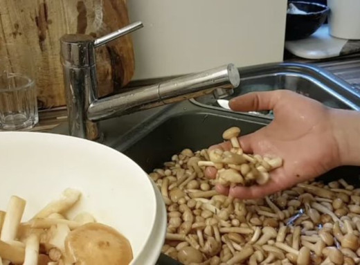 Опеньки без бруду та листя: як швидко й ефективно почистити гриби перед приготуванням фото