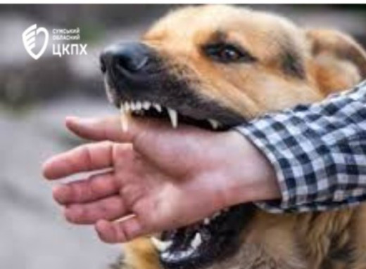 Кількість випадків сказу на Сумщині зростає: вже 10 підтверджень цього року фото Кількість випадків сказу на Сумщині зростає: вже 10 підтверджень цього року фото