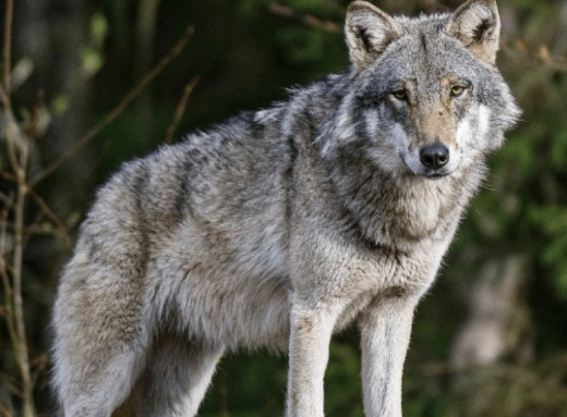 На Сумщині почастішали випадки появи вовків поблизу сіл фото