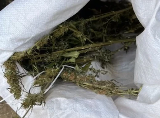У селянина на Сумщині поліція знайшла пів кіло марихуани фото