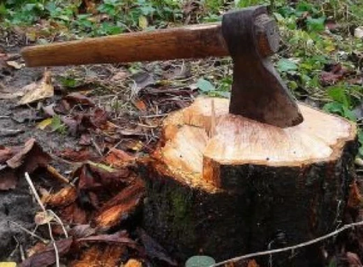 На Сумщині в агролісгоспі невідомі нарубали дерев на 800 тис. грн фото