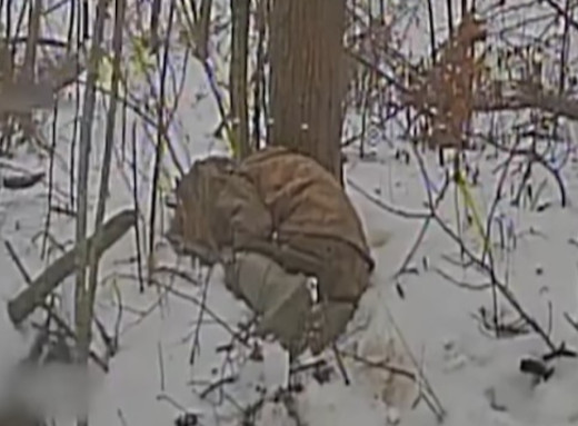 Сумські прикордонники ліквідували бензовоз та п’ять укриттів ворога на Курщині (відео) фото