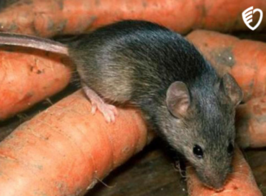 На Сумщині зафіксовано третій випадок лептоспірозу за рік фото