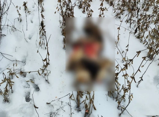 На Сумщині лісівники виявили 8 незаконно впольованих косуль фото