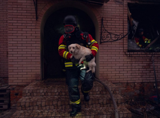 У Сумах врятували собаку під час ліквідації пожежі після ворожого обстрілу фото